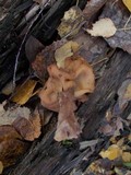 Gyromitra infula image