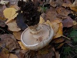 Hebeloma radicosum image