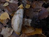 Hebeloma radicosum image