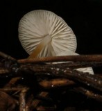 Strobilurus trullisatus image