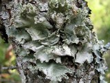 Parmotrema hypoleucinum image