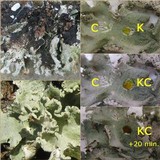 Parmotrema hypoleucinum image