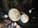 Hemipholiota populnea image
