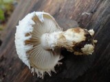 Hemipholiota populnea image