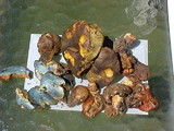Gastroboletus turbinatus image