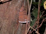 Ganoderma australe image