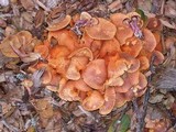 Gymnopilus luteofolius image