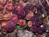Gymnopilus luteofolius image