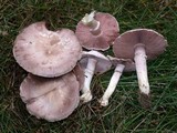 Agaricus californicus image