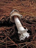 Amanita borealisorora image
