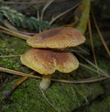 Tricholomopsis rutilans image