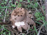 Myriostoma coliforme image