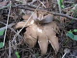 Myriostoma coliforme image