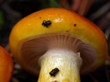 Hygrophorus speciosus image