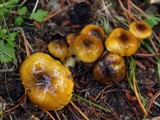 Hygrophorus siccipes image