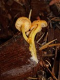Chrysomphalina aurantiaca image