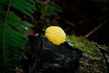 Fuligo septica image