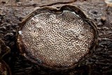 Datronia stereoides image