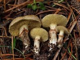 Suillus umbonatus image
