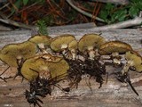 Suillus umbonatus image