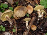 Suillus umbonatus image