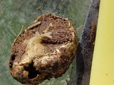 Hymenogaster parksii image
