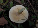 Tricholoma fulvum image
