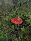 Amanita muscaria var. muscaria image