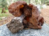 Gyromitra infula image