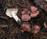 Lactarius rufus image