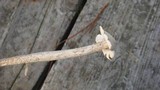 Battarrea phalloides image