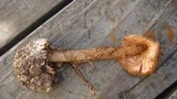 Battarrea phalloides image