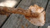 Battarrea phalloides image