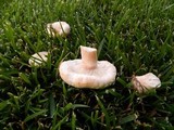 Lactarius pubescens var. betulae image
