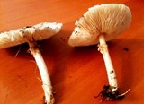 Lepiota cristata image