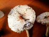 Lepiota cristata image