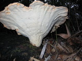 Bondarzewia berkeleyi image