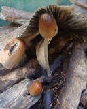 Parasola auricoma image