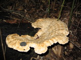 Bondarzewia berkeleyi image
