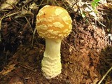Amanita persicina image