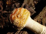 Amanita persicina image
