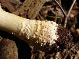 Amanita persicina image