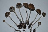 Psilocybe aztecorum var. aztecorum image
