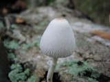Leucocoprinus cepistipes image