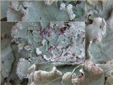 Parmotrema reticulatum image