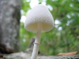 Leucocoprinus cepistipes image