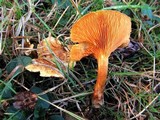 Hygrophoropsis aurantiaca image