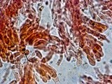 Mycoacia uda image