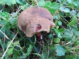 Boletus chrysenteron image