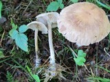 Gymnopus peronatus image